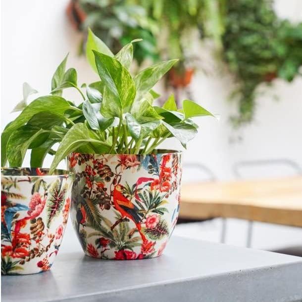 Monza Tropical Parrot Indoor Planter Plant Pot Flower Pot, Planter for Indoor Plants (Tropical Parrot, 6")