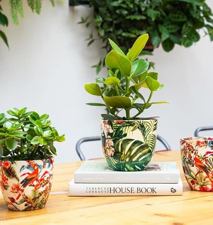 Monza Tropical Floral Indoor Planter Plant Pot Flower Pot, Planter for Indoor Plants (Tropical Floral, 6")