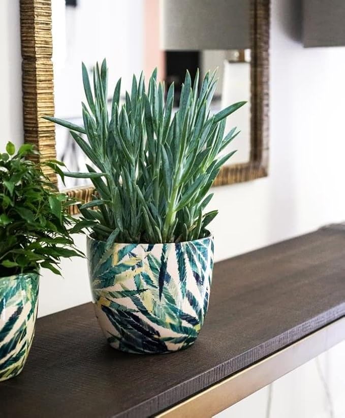 Monza Botanical Fern Indoor Planter Plant Pot Flower Pot, Planter for Indoor Plants (Botanical Fern, 6")