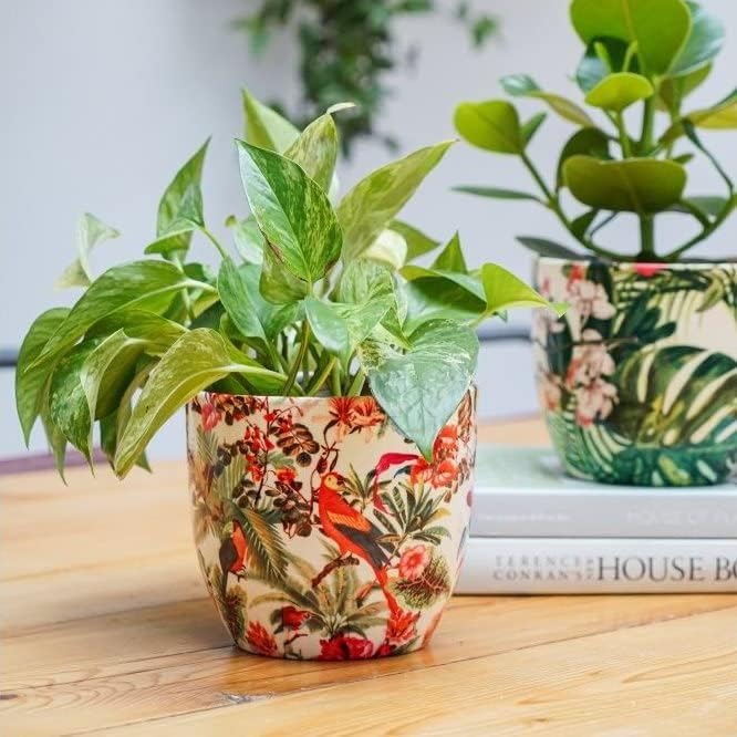 Monza Tropical Parrot Indoor Planter Plant Pot Flower Pot, Planter for Indoor Plants (Tropical Parrot, 6")