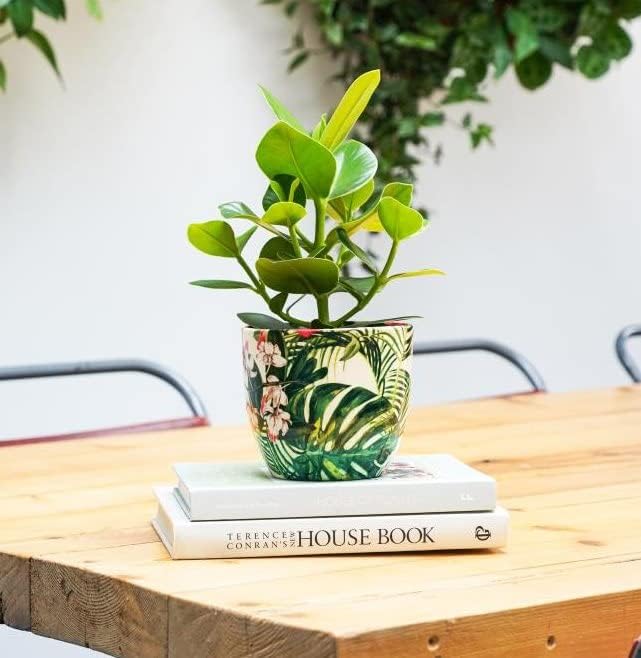 Monza Tropical Floral Indoor Planter Plant Pot Flower Pot, Planter for Indoor Plants (Tropical Floral, 6")