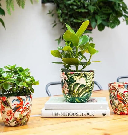 Monza Tropical Floral Indoor Planter Plant Pot Flower Pot, Planter for Indoor Plants (Tropical Floral, 6")