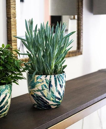 Monza Botanical Fern Indoor Planter Plant Pot Flower Pot, Planter for Indoor Plants (Botanical Fern, 6")