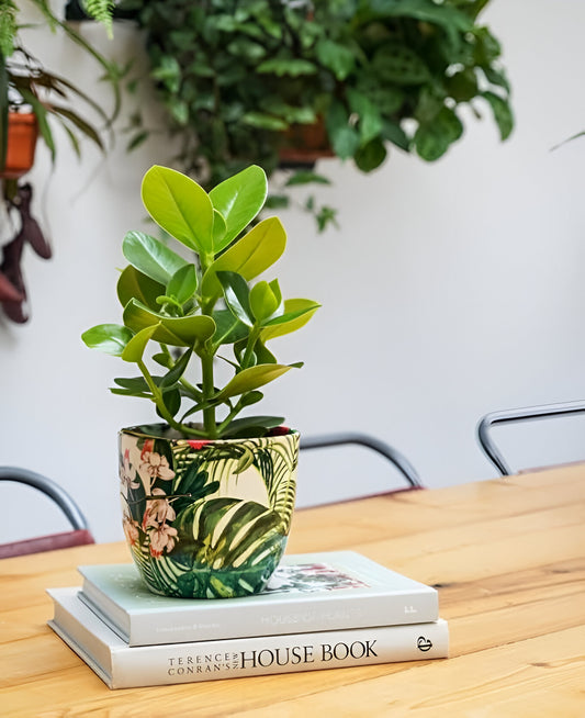 Monza Tropical Floral Indoor Planter Plant Pot Flower Pot, Planter for Indoor Plants (Tropical Floral, 6")